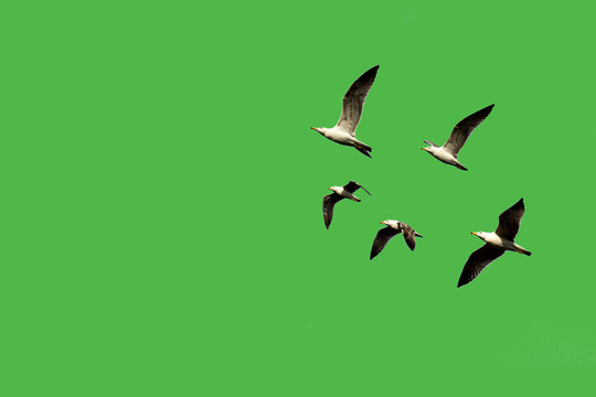 30 659 最適な カモメシルエット 画像 ストック写真 ベクター Adobe Stock