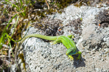 Large lizard of a striking green color in the foreground looking at camera