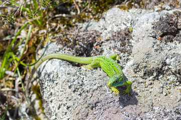 Large lizard of a striking green color in the foreground looking at camera