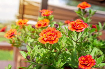 Fototapeta premium Calibrachoa flower in bloom