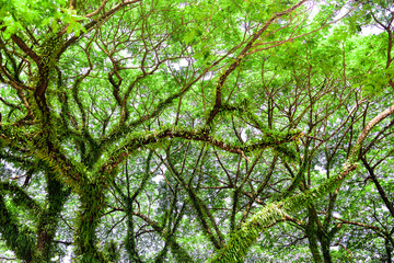 Rain tree (Albizia saman), The big tree in thailand with branch