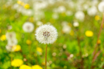 Bloomed dandelion in nature grows from green grass on the background of blooming dandelion field..