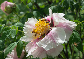 Pollination of flowers by bees close up, Honey Bee on Yellow Flower, Close Up Macro