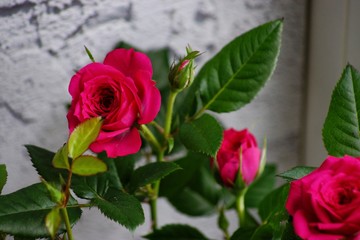 Miniature Rose house plant in flower pot.