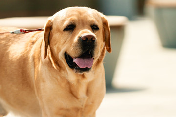 Portrait of a dog smiling with mouth open and tongue out. Close up.