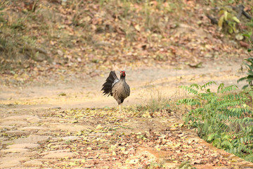 Jim Corbett national tiger reserve forest