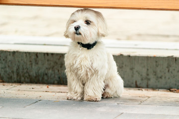 A lonely, small and white dog sitting under the bench neat waiting for his owner