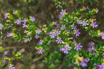 Cuphea hookeriana, the plant has the small pink flowers with the long branch and green leaves