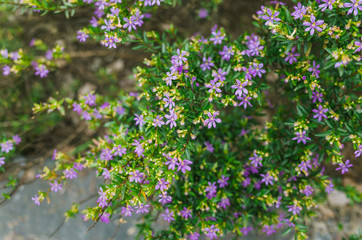 Cuphea hookeriana, the plant has the small pink flowers with the long branch and green leaves