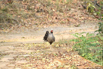Jim Corbett national tiger reserve forest