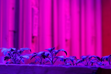 Growing seedlings under special artificial LED Grow Light Full Spectrum phyto lamps with a spectrum favorable for plants without sunlight. Lightening in greenhouses. Industrial cultivation. Soft focus