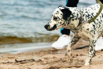 A white spotted dog enjoys playing on the beach with owner