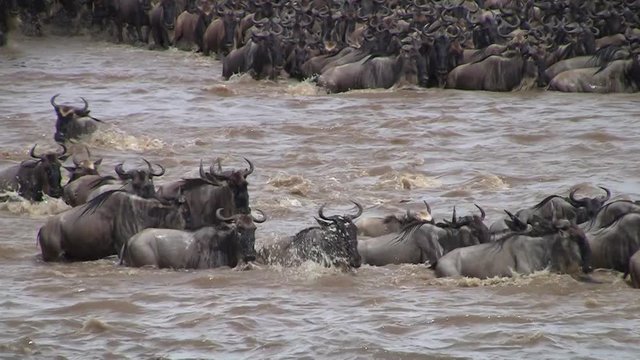 Wildebeest crossing river 2