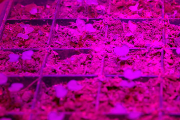 Growing seedlings under special artificial LED Grow Light Full Spectrum phyto lamps with a spectrum favorable for plants without sunlight. Lightening in greenhouses. Industrial cultivation. Soft focus