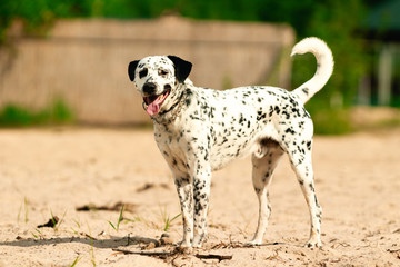 A white spotted dog standing on the sand, looking at the camera