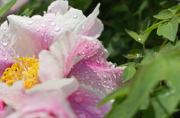 Obraz na płótnie Canvas Dew on flowers close up, big drops of dew on flowers, Dew on flowers after rain