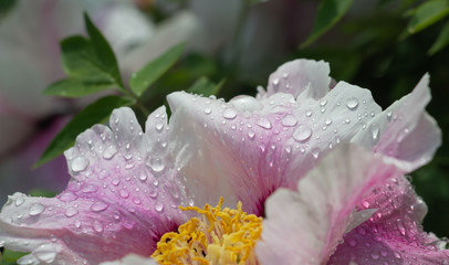 Dew on flowers close up, big drops of dew on flowers, Dew on flowers after rain