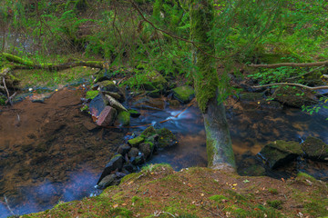 Idllischer kleiner Bach mitten im Wald