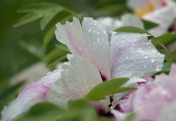 Dew on flowers close up, big drops of dew on flowers, Dew on flowers after rain