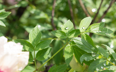 Dew on flowers close up, big drops of dew on flowers, Dew on flowers after rain