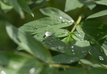 Dew on flowers close up, big drops of dew on flowers, Dew on flowers after rain