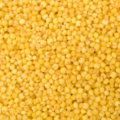 Millet yellow background
