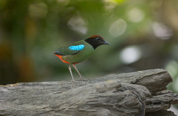 Hooded Pitta, Beautiful bird in Thialand.