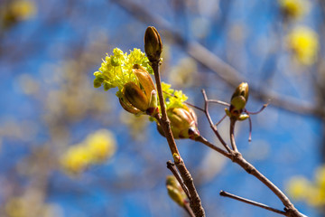 In early may, from the swollen buds on the trees appear the first leaves and flowers.