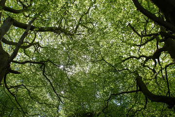 Fototapeta na wymiar Trees forest looking up into canopy sun glinting through