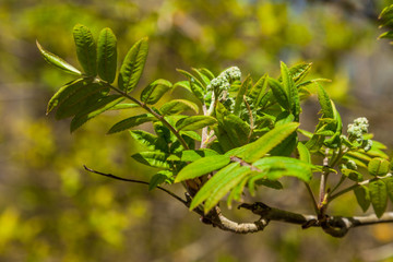 In early may, from the swollen buds on the trees appear the first leaves and flowers.