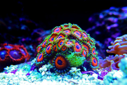 Colorful Zoanthus polyps colony aquacultured in coral reef aquarium tank