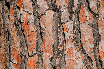 Natural background. Texture of tree bark.