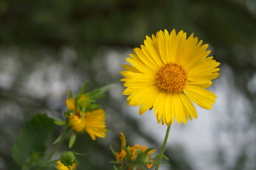Yellow flower