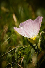 Pink flower