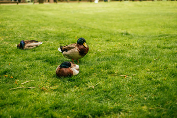 Three ducks are lying on the grass