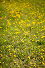 field of  dandelions