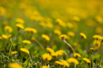 field of  dandelions