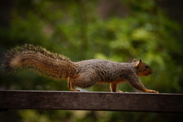 Squirrel