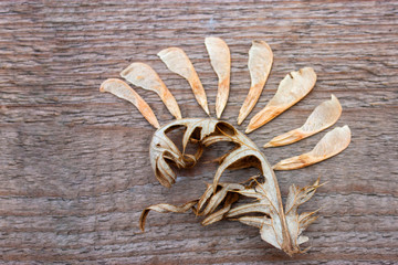 Autumn composition. Still life made of fallen autumn leaves and autumn plants arrangement on a wooden background. Autumn flat lay concept.