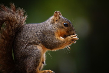 Bueatifule squirrel eating in the park