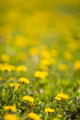 Fototapeta premium field of dandelions