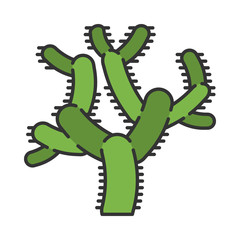 Teddy bear cholla cactus color icon