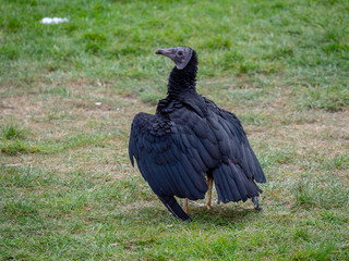 Black vulture is standing on the grass