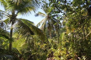 Fototapeta na wymiar coconut and palm trees seychelles