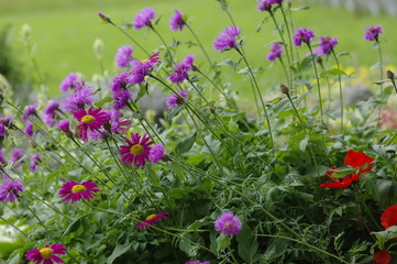 purple flowers in the garden