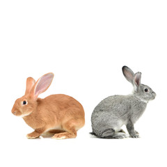 orange rabbit and grey rabbit on a white background