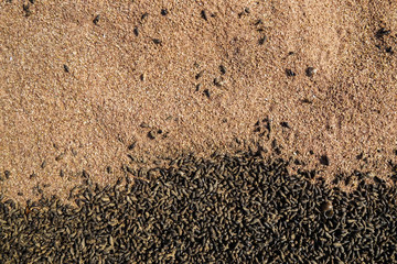 Empty dead shells texture