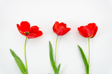 Summer is coming concept with a top view Poppy flowers. Flat lay on white background