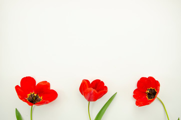Fototapeta na wymiar Top view three red Poppy flowers isolated on white background. Blossom buds. Copy space for greeting card or lettering text