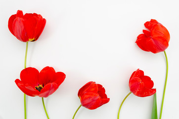 Flat lay red Poppy flowers on white background. Top view flowering poppy
